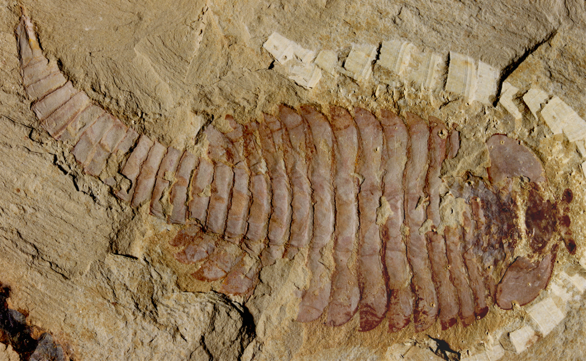 The original 520-million-year-old Fuxianhuia protensa specimen from the Chenjiang fossil beds in southwest China reveals the ancient arthropod was just shy of five inches. The original 520-million-year-old Fuxianhuia protensa specimen from the Chenjiang fossil beds in southwest China reveals the ancient arthropod was just shy of five inches.